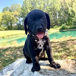 Twister, Labrador Retriever Mixed Breed (Medium) mix