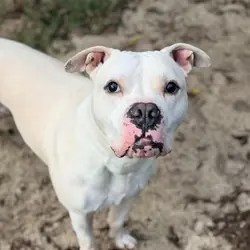 Hayes, American Bulldog Mixed Breed (Medium) mix