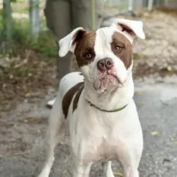 Marcus, American Bulldog Mixed Breed (Medium) mix