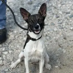 Lizette, Jack Russell Terrier Mixed Breed (Medium) mix