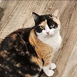 Bumble Bee, Domestic Mediumhair