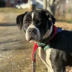 Chopper, American Bulldog mix