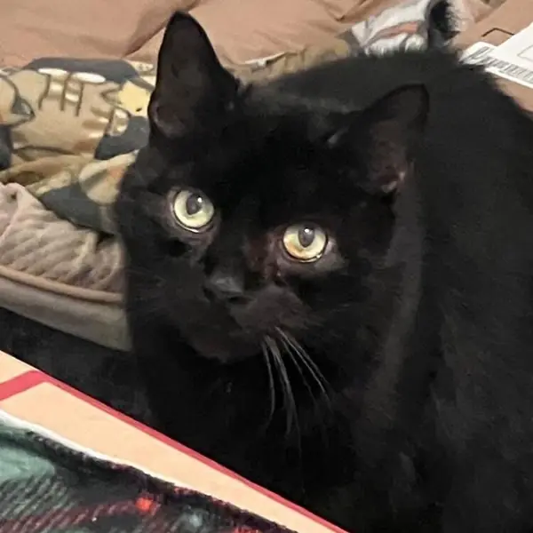 Chester, Domestic Shorthair