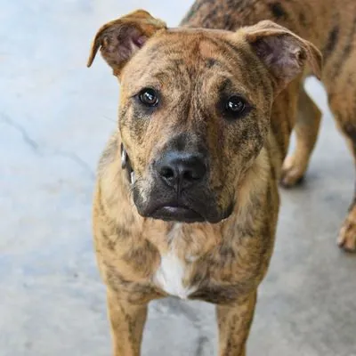 Hank Williams, Terrier, American Pit Bull and Retriever, Golden mix