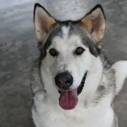 Creed, Husky