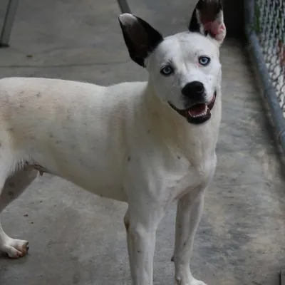 Lottie, Cattle Dog