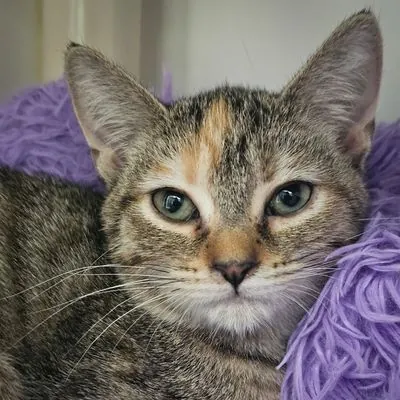 Pippa, Domestic Shorthair