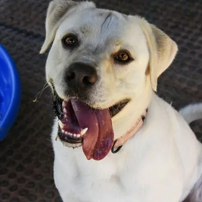 Murphy, Retriever, Yellow Labrador