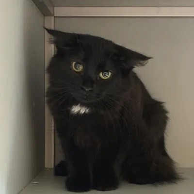 Little Debbie, Domestic Longhair