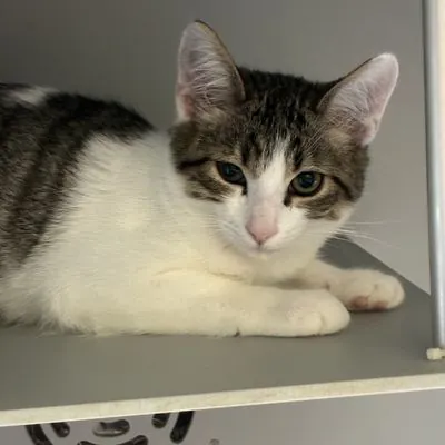 Twinkie, one of the kittens waiting in North Carolina