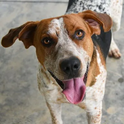 Cornbread, Coonhound