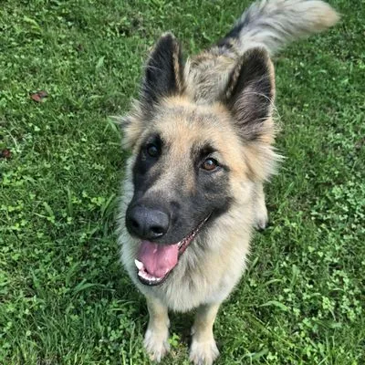 Storm, Shepherd, German