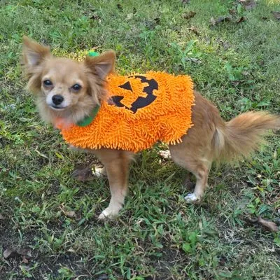 Mini Coop, Chihuahua, Long Coat