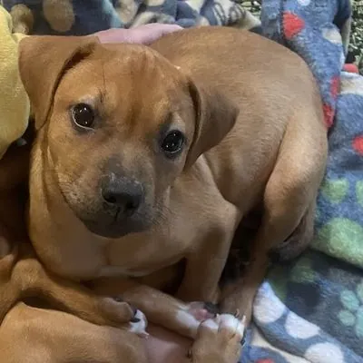 Mindy, Boxer