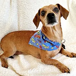 Biscuit, Dachshund Chiweenie mix