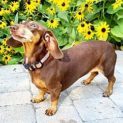 Beaux, Dachshund