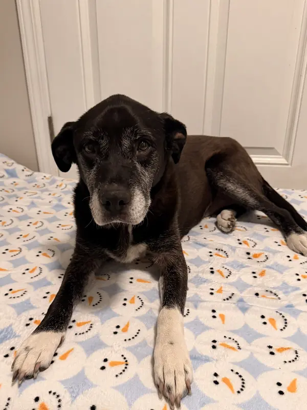Sammie, dog