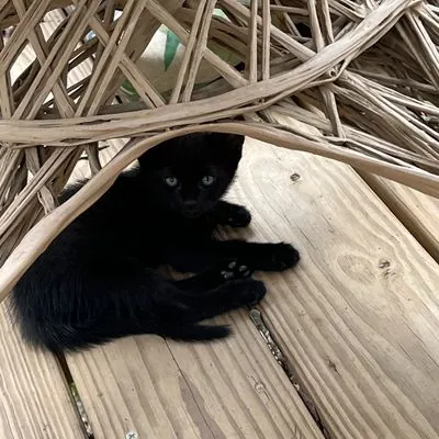 Bulbasaur, Domestic Shorthair