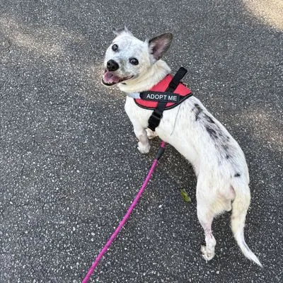 Oreo, Mixed Breed (Medium)