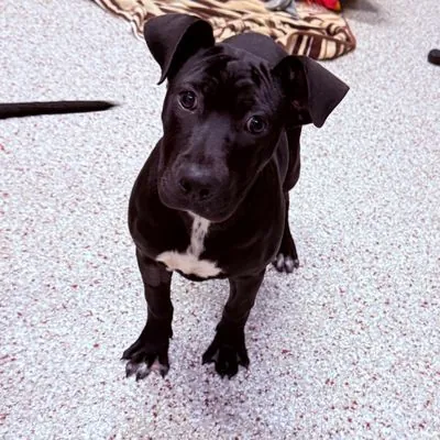 Nyx, Mixed Breed (Medium)