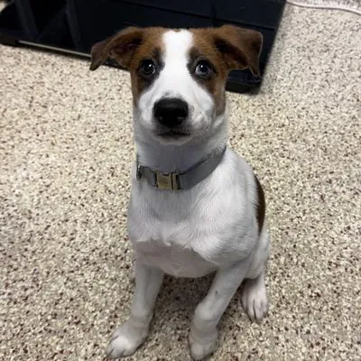Moose, Beagle