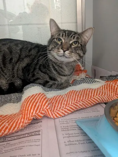 Sausage, Domestic Shorthair mix
