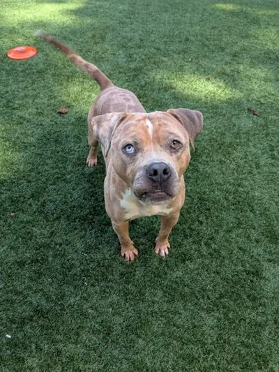 Murphy, dog