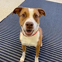 Sawyer, Hound (Unknown Type) Cattle Dog mix