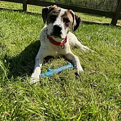 Danny, Australian Cattle Dog Labrador Retriever mix