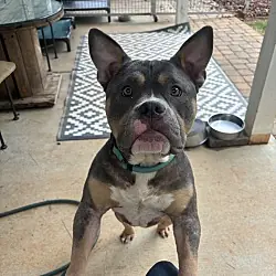 Blue, American Bulldog
