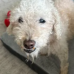 Nico, Toy Poodle