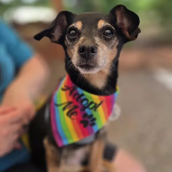 Peggy, Chihuahua