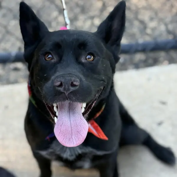 Razz, Shepherd, German