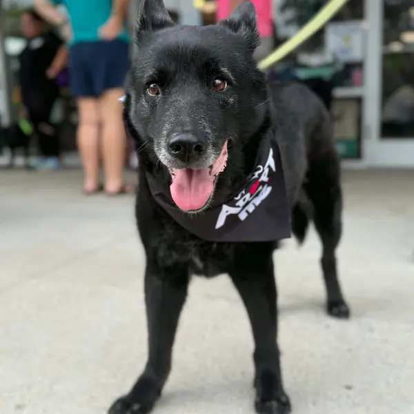Mrs. Brisby, Mixed Breed (Medium)
