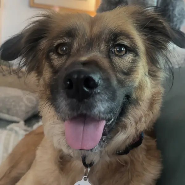 Shirley, Shepherd