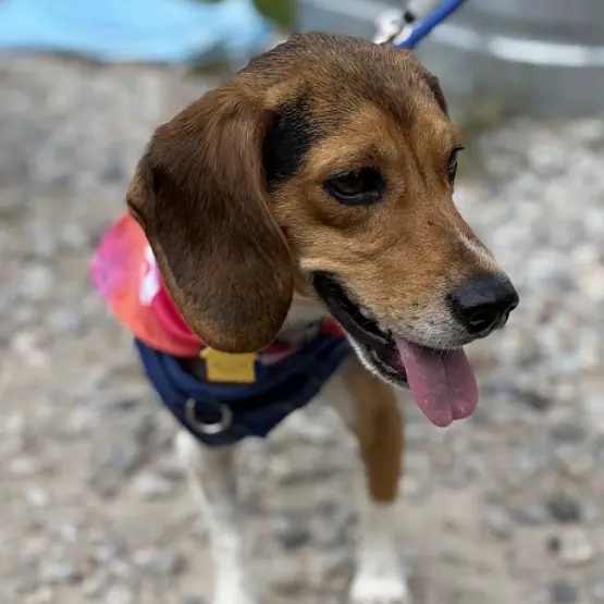 Doug, Beagle