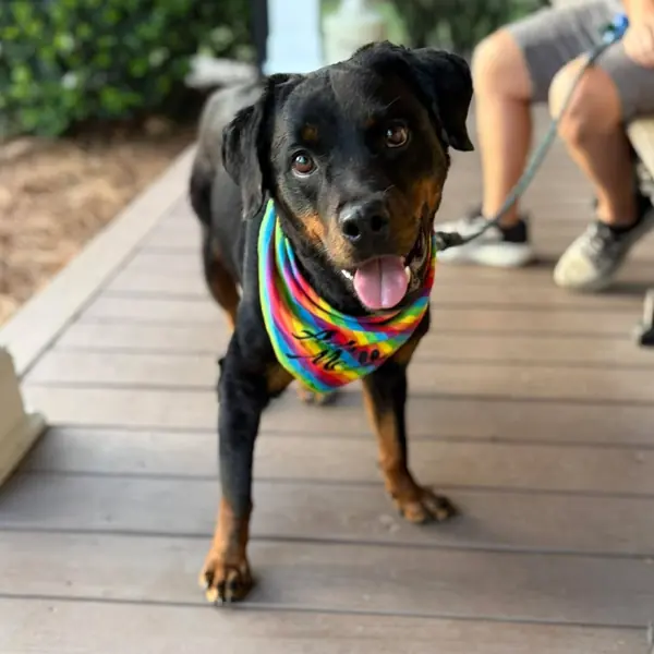 Leigh, Rottweiler