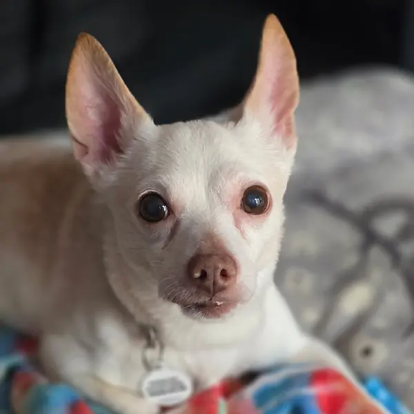 Beluga, one of the Chihuahuas waiting in North Carolina