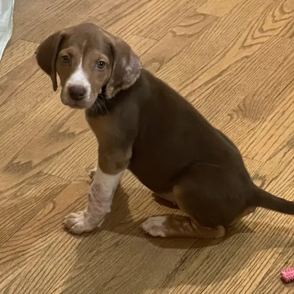 Mabel, Hound