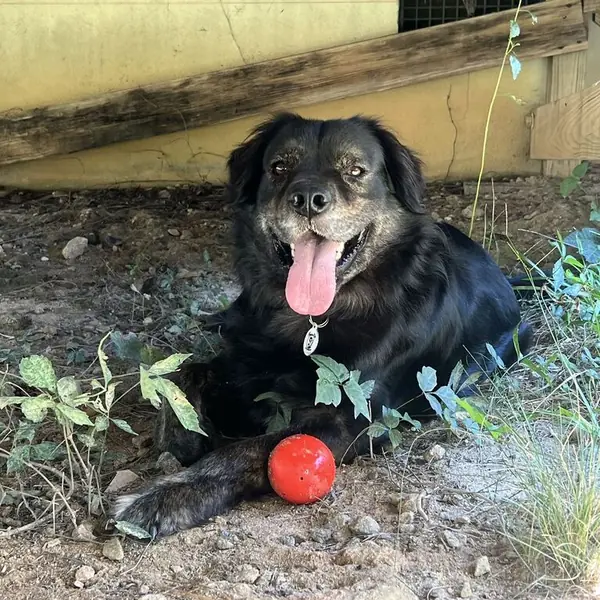 Lou, Shepherd, German