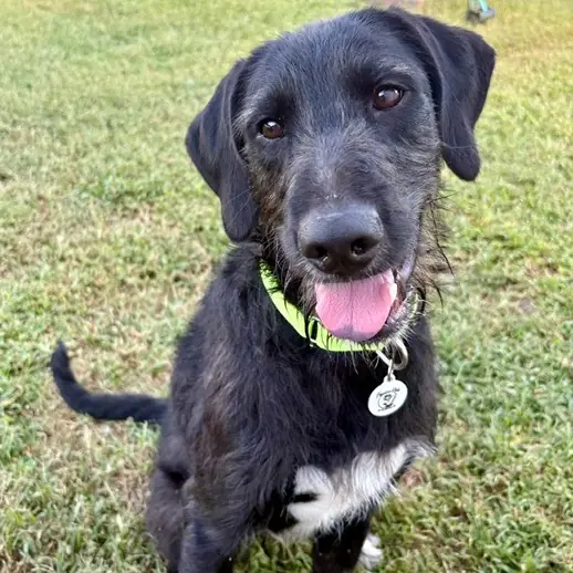 Coal, Retriever, Black Labrador and Poodle, Standard mix