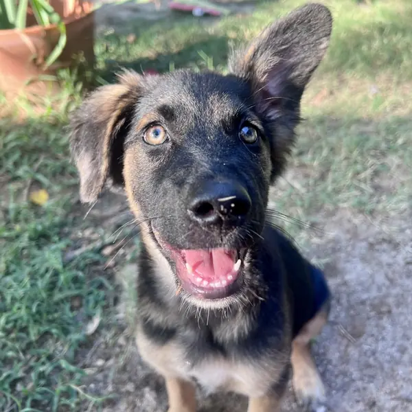 Cannellini Bean, Shepherd, German