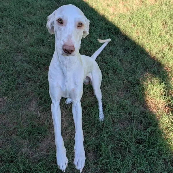 Davy Jones, Poodle and Mixed Breed (Medium) mix