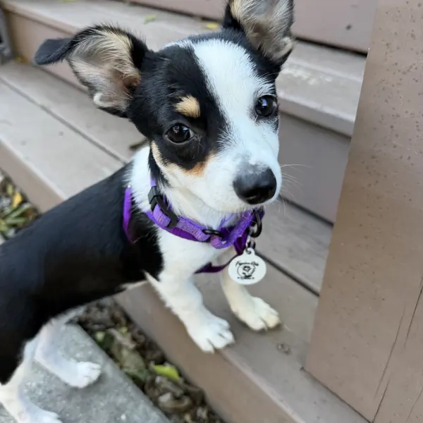 Mackenzie, Terrier