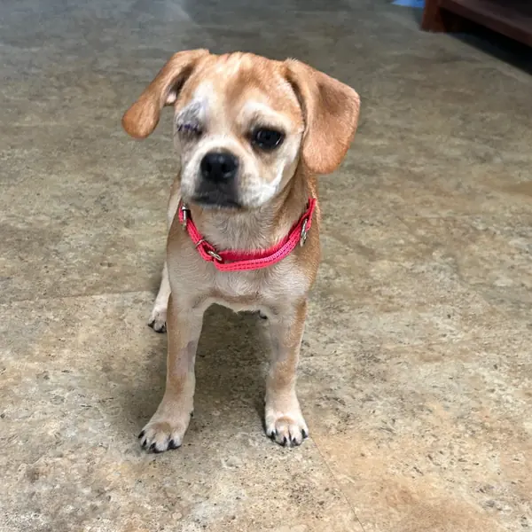 Monroe, Pug and Beagle mix