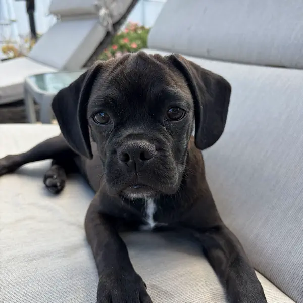 Junie, Pug and Beagle mix