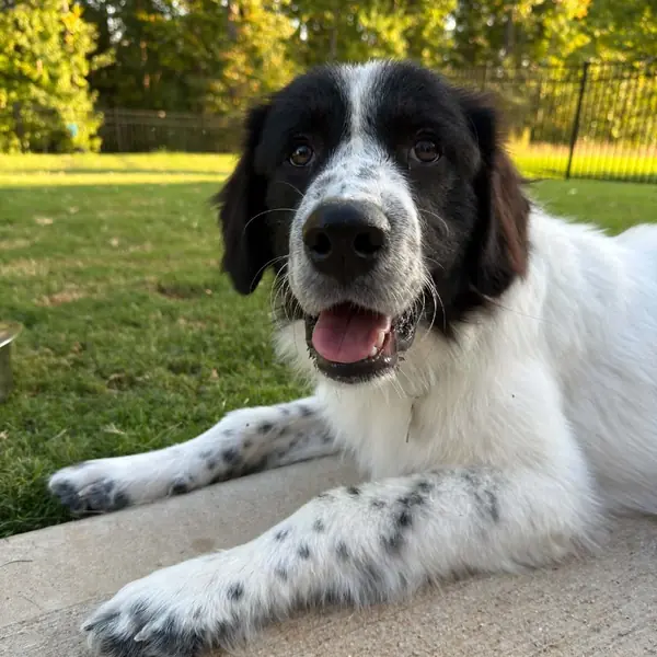 Sullivan, Retriever, Golden and Pyrenees, Great mix