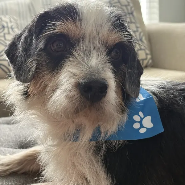 Scrappy, Dachshund, Miniature Wire Haired and Terrier mix