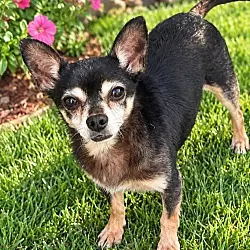 Chico [pointy ears], Chihuahua