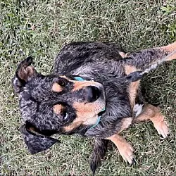 Smitty, Dachshund mix